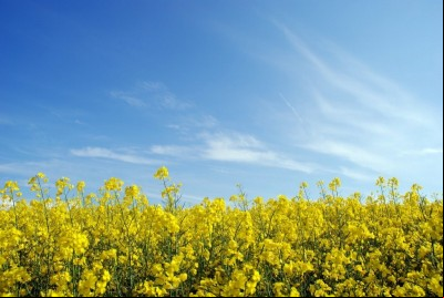 Abertura da Safra de Canola foi transferida para outubro