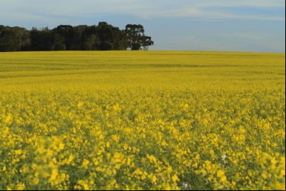 CANOLA DAY CANCELADO 