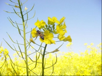  X Curso de capacitação e difusão de tecnologia em canola