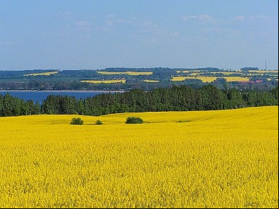 Aumenta a área cultivada com canola no Rio Grande do Sul