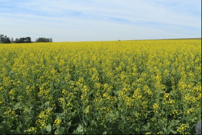 Canola: Produtividade e rentabilidade em alta