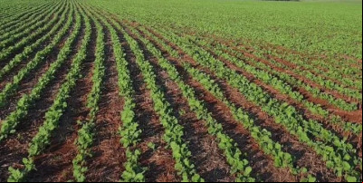Produtores finalizam semeadura recorde de 170 mil hectares de canola no Estado