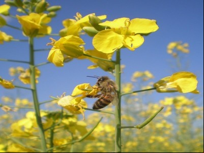 DESVENDANDO FALÁCIAS SOBRE A CANOLA (aspectos industriais e agronômicos)