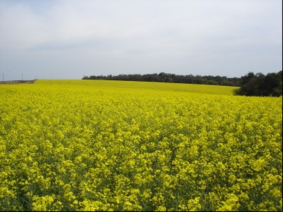 Canola: a salvação da lavoura de inverno
