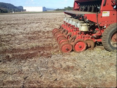 Cresce a área de canola no Rio Grande do Sul