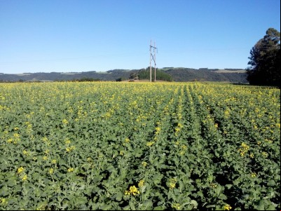Canola floresce e anima produtores da região
