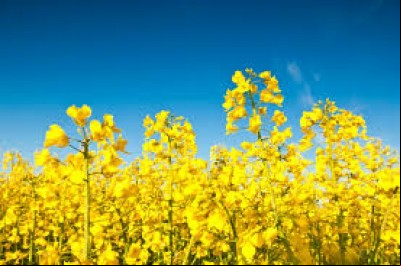 CANOLA: evolução na adoção de tecnologias pelos produtores rurais do RS   