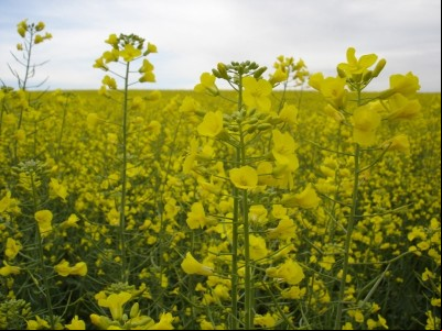 ABRASCANOLA promove Curso de Capacitação e Difusão de Tecnologia na Cultura da Canola